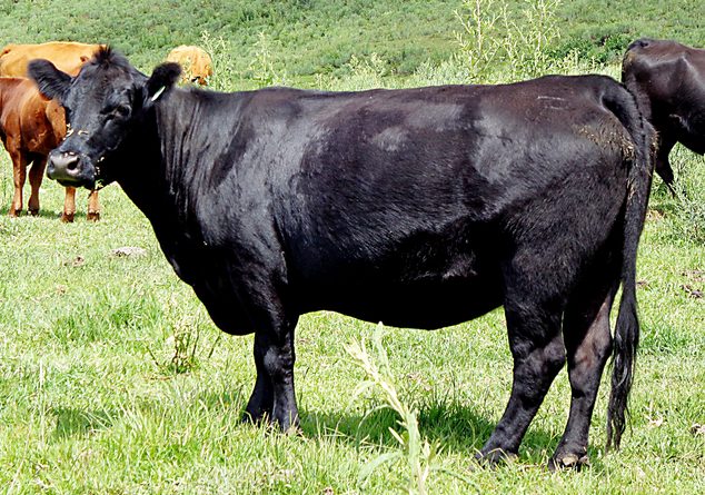 Etelvina 664