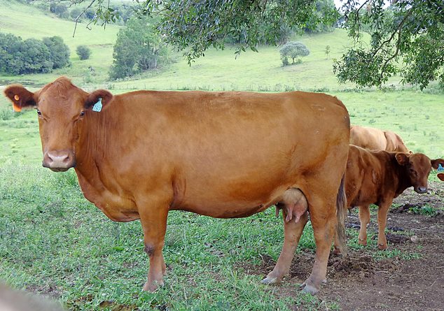 Goiabada 762