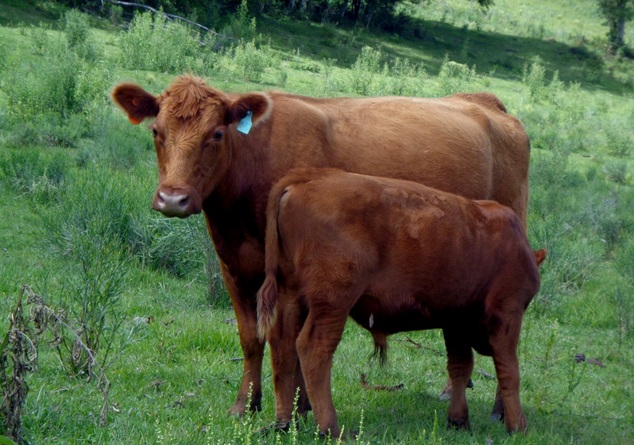 Gar%c3%a7a 1652 c
