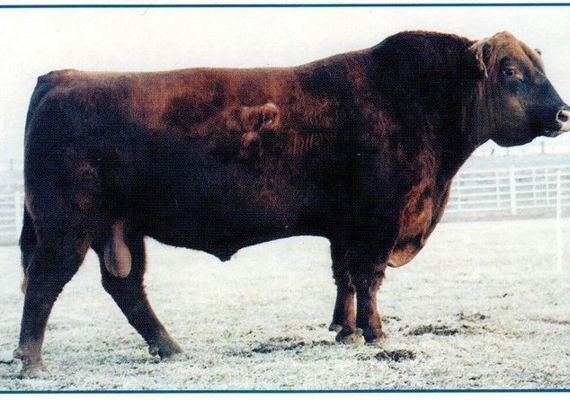 Buster