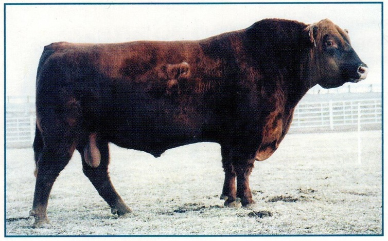 Buster