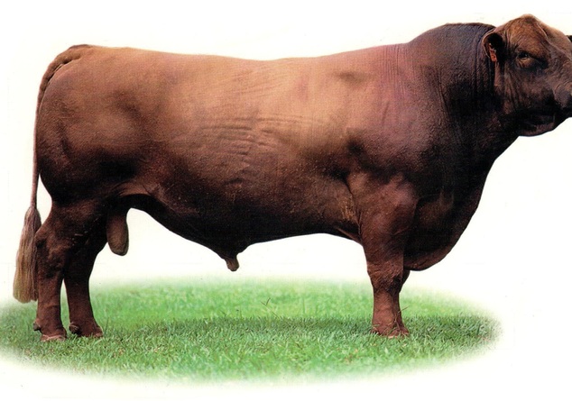 Bartolom%c3%a9 1