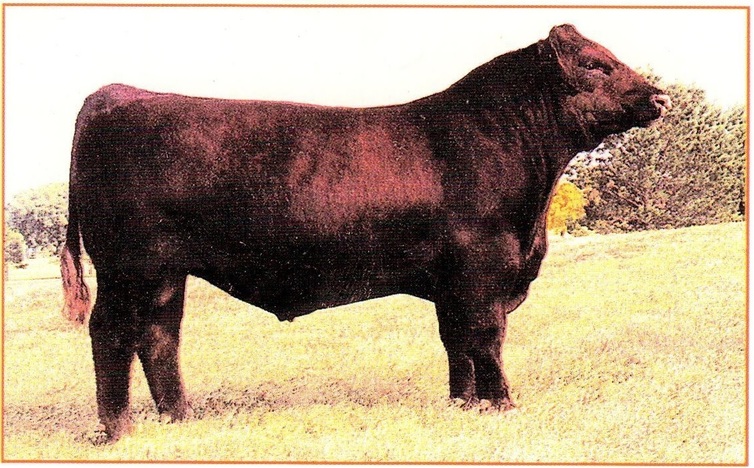 Mr. beef