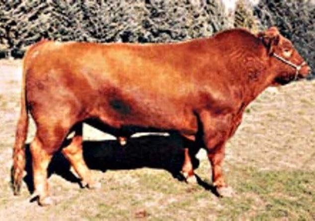 Vaquero