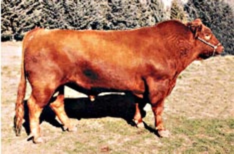 Vaquero