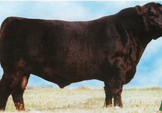 Pancho negro