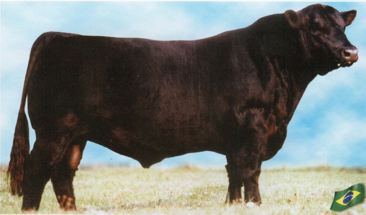 Pancho negro