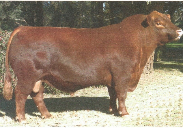 Brigadier