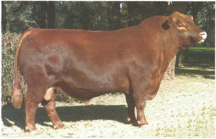 Brigadier